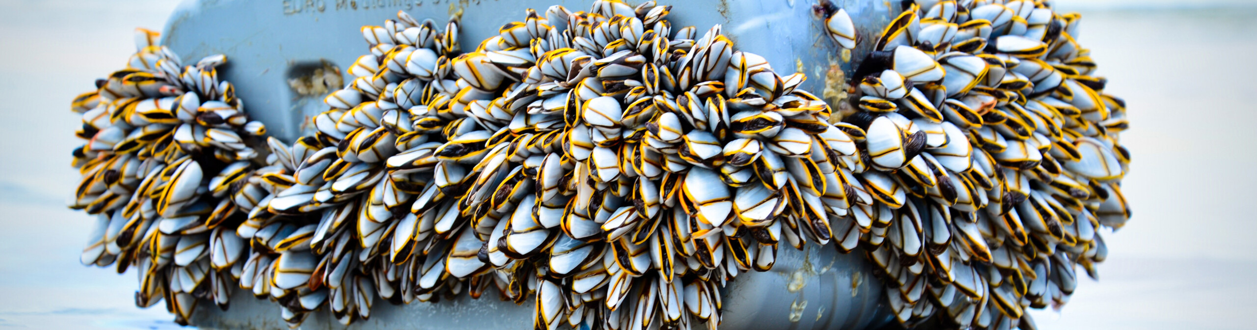 HEADER_SUSTAINABILITY_BIOBASED_2600X1200_LR HEADER_SUSTAINABILITY_BIOBASED_2600X1200_LR